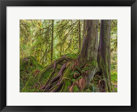 Framed Western Red Cedar Growing On A Boulder, Washington State Print