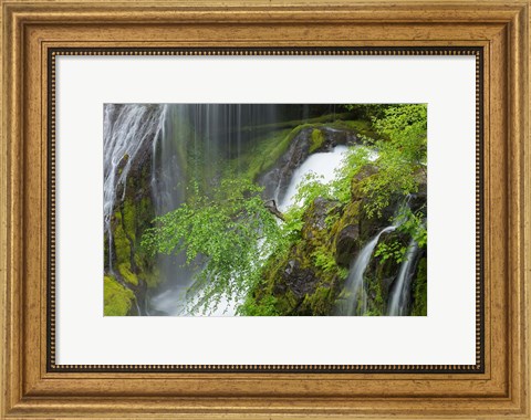 Framed Spring Scene At Panther Creek Waterfall, Washington State Print