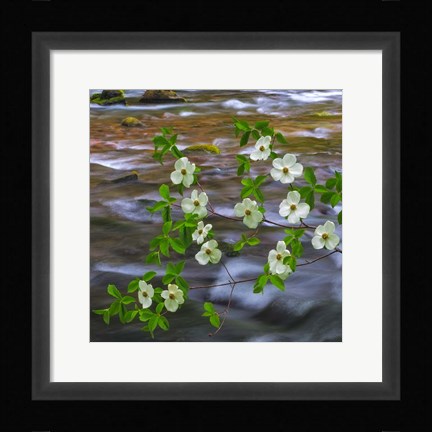 Framed Pacific Dogwood Branch Over Panther Creek, Washington State Print