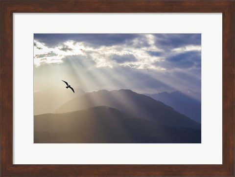 Framed Seagull And God Rays Over The Olympic Mountains Print