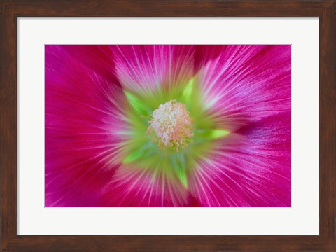 Framed Close-Up Of A Hollyhock Blossom Print