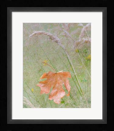 Framed Maple Leaf In Meadow Grasses Print