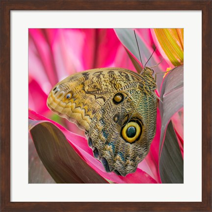 Framed Close-Up Of An Owl Butterfly Print