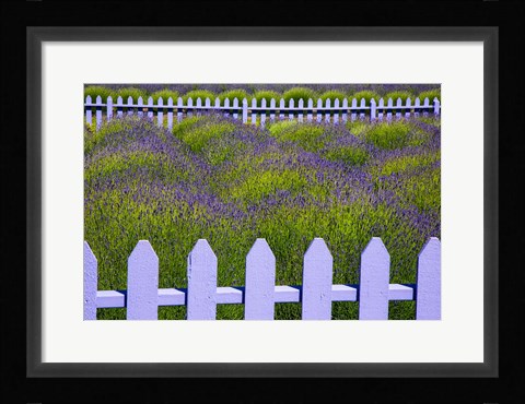 Framed Field Of Lavender With A  Picket Fence, Washington State Print
