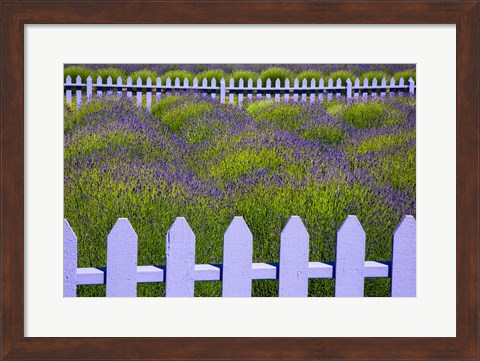 Framed Field Of Lavender With A  Picket Fence, Washington State Print