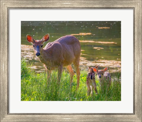 Framed Blacktail Deer With Twin Fawns Print