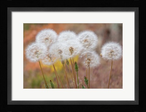Framed Salsify Seed Heads Print