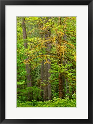 Framed Washington State, Gifford Pinchot National Forest Big Leaf Maple Tree Scenic Print