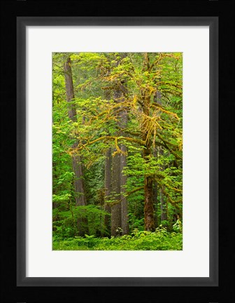 Framed Washington State, Gifford Pinchot National Forest Big Leaf Maple Tree Scenic Print