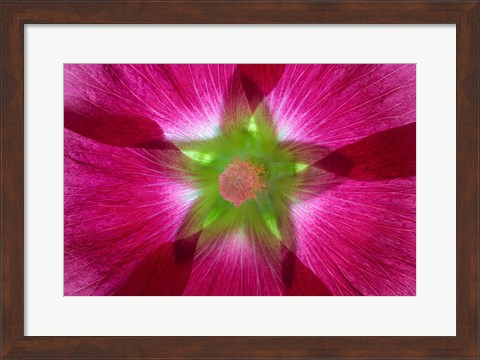 Framed Pink Hollyhock Blossom Composite Print