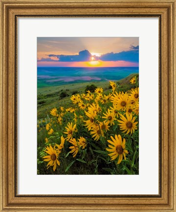 Framed Landscape With Douglas&#39; Sunflowers In The Palouse Hills Print