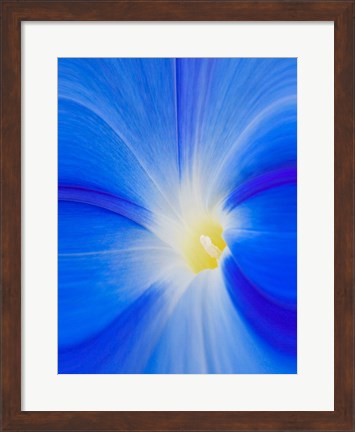 Framed Close-Up Of A Morning Glory Flower Print