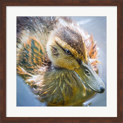 Framed Close-Up Of A Mallard Duck Chick Print