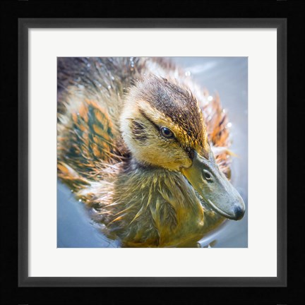 Framed Close-Up Of A Mallard Duck Chick Print