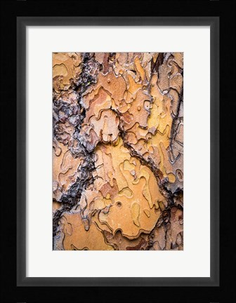 Framed Ponderosa Pine Tree Bark Detail Print