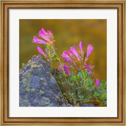 Framed Pink Penstemon Flowers, Washington State Print