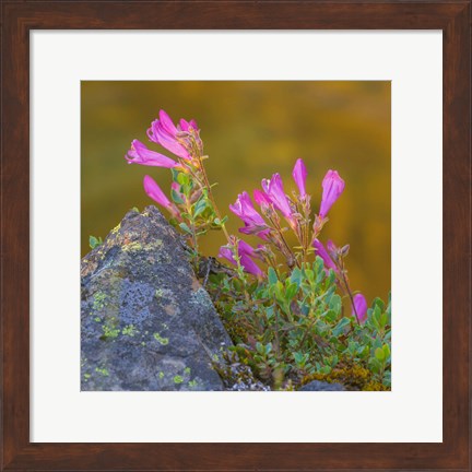 Framed Pink Penstemon Flowers, Washington State Print