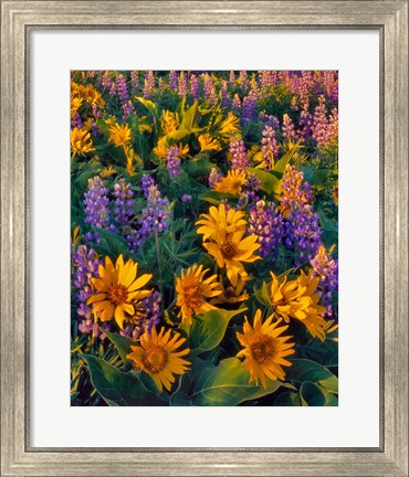 Framed Balsamroot And Lupine In Evening Light Print