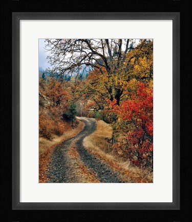 Framed Road And Autumn-Colored Oaks, Washington State Print