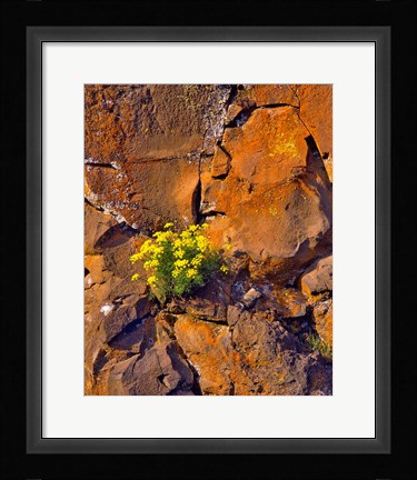 Framed Lomatium Flowers On Basalt Rocks Print