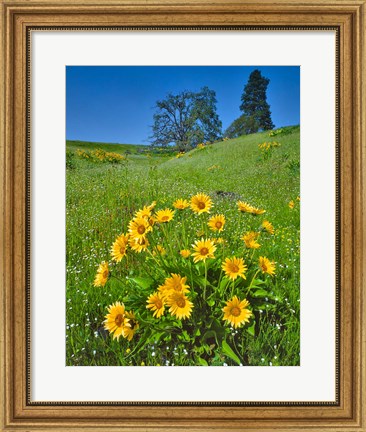 Framed Balsamroot, Pine And Oak Trees On A Hillside, Washington State Print