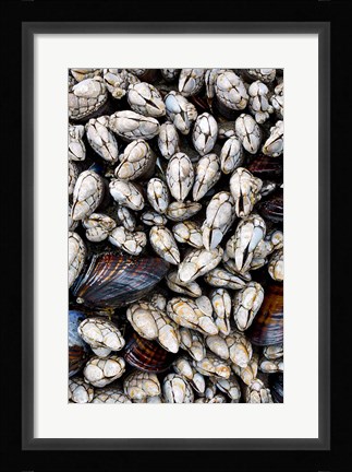Framed Gooseneck Barnacles And Clams Print