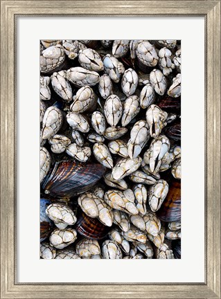 Framed Gooseneck Barnacles And Clams Print