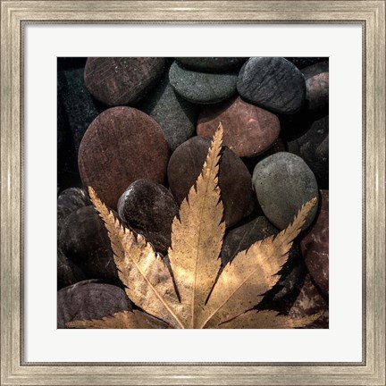 Framed Maple Leaf On Rocks Print