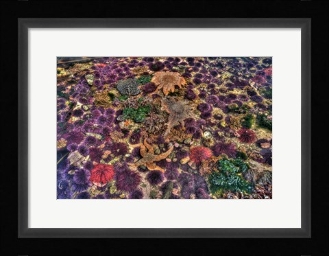 Framed Tide Pool With Marine Life, Salt Creek, Washington State Print