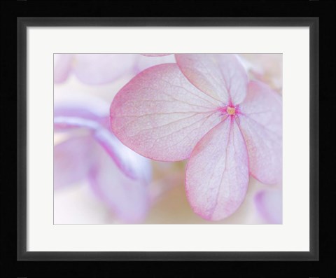 Framed Close-Up Of Hydrangea Paniculata Flower Print