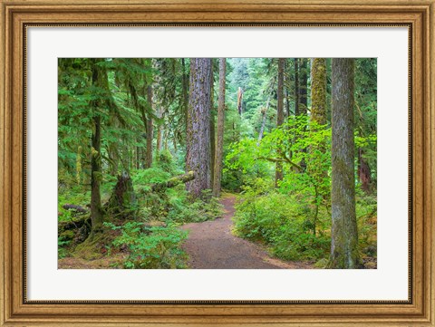 Framed Trail Through An Old Growth Forest, Washington State Print