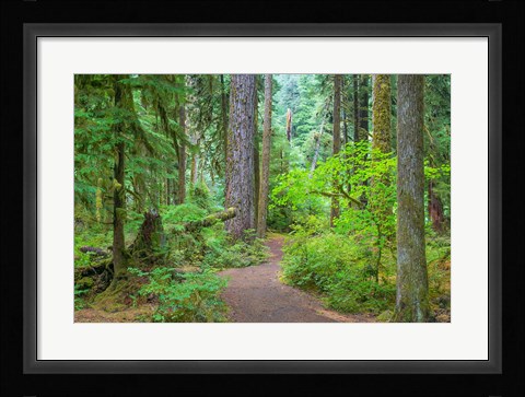 Framed Trail Through An Old Growth Forest, Washington State Print