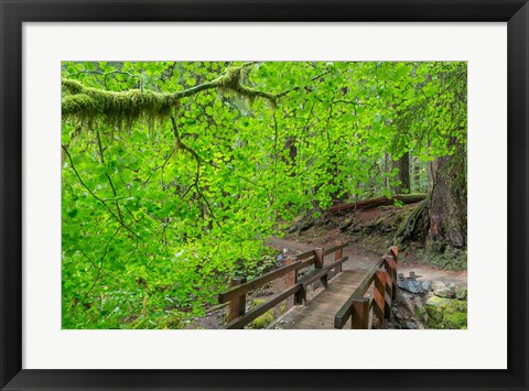 Framed Bridge Along The Sol Duc River Trail, Washington State Print
