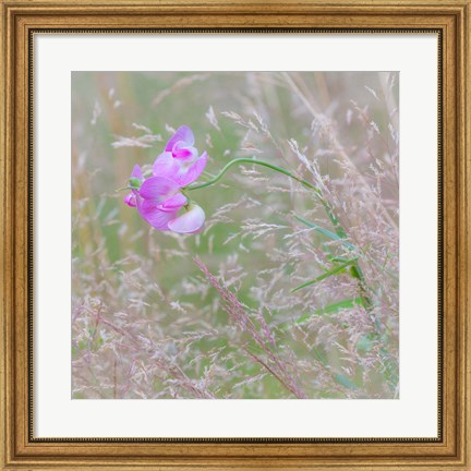 Framed Sweet Pea Blossoms In A Meadow Print