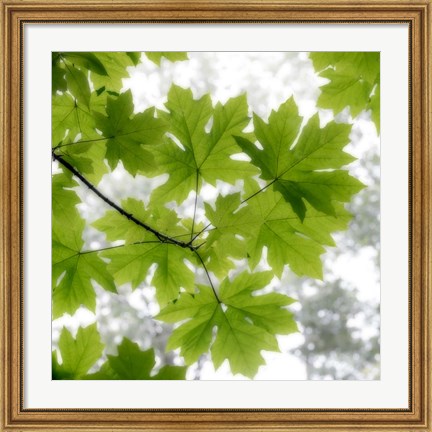 Framed Big Leaf Maples In Summer Print