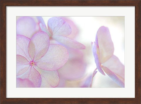 Framed Close-Up Of Soft Pink Hydrangea Flower Print