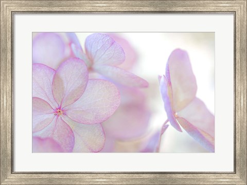 Framed Close-Up Of Soft Pink Hydrangea Flower Print
