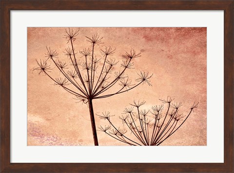 Framed Silhouette Of Queen Anne&#39;s Lace Plants Print