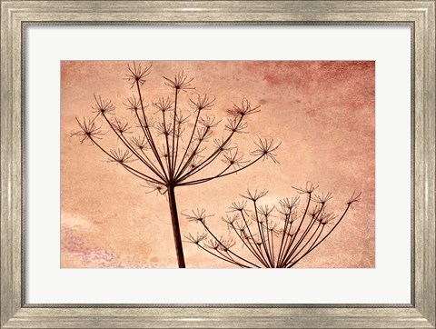 Framed Silhouette Of Queen Anne&#39;s Lace Plants Print