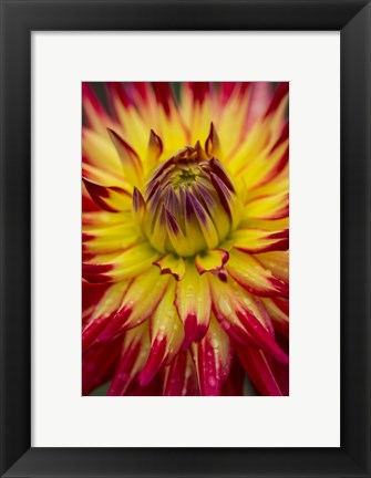 Framed Detail Of A Vibrant Dahlia Flower Print