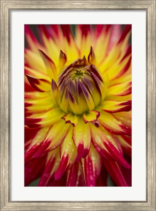 Framed Detail Of A Vibrant Dahlia Flower Print