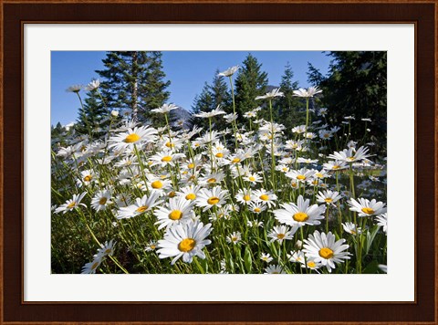 Framed Scenic View Of Oxeye Daisies Print