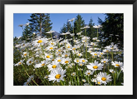 Framed Scenic View Of Oxeye Daisies Print