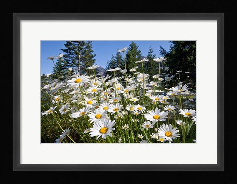 Framed Scenic View Of Oxeye Daisies Print