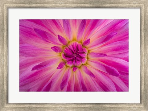 Framed Bright Pink Dahlia Blossom Detail Print