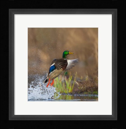 Framed Mallard Duck Takes Flight Off Lake Washington Print