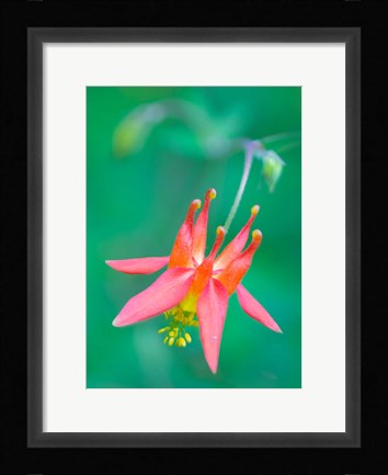 Framed Red Columbine Wildflower Blooms Print