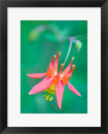 Framed Red Columbine Wildflower Blooms Print