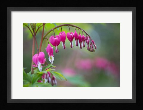 Framed Row Of Bleeding Heart Flowers Print