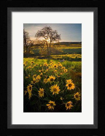 Framed Arrowleaf Balsamroot Wildflowers At Columbia Hills State Park Print